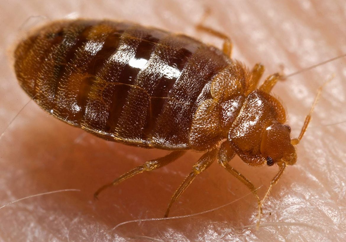 bed bug cities