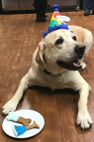 Certified Languages International. A dog laying on a floor with a birthday hat on and colorful dog treats on a plate in front.