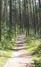 Timmins, Ontario. A path through trees.