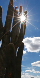 ISM Raceway. A cactus with blue sky behind and sun shining between the branches.