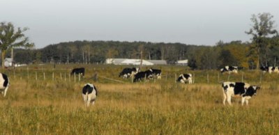 Rural Municipality of Hanover. A field of cows grazing.
