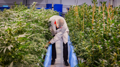 Green Relief grow room with an employee working.