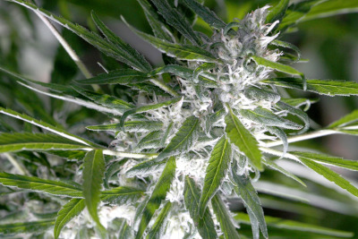 Maple Leaf Green World marijuana plant.