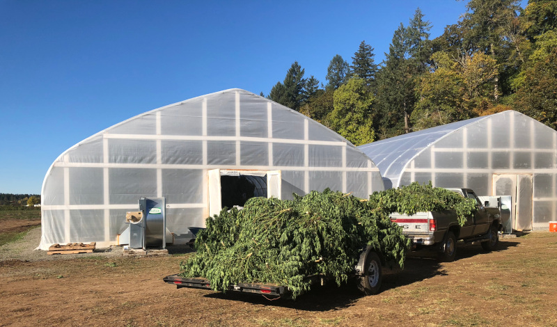 Global Hemp Group Inc. view outside of a greenhouse with a truck and trailer full of greenery.