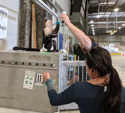 ClearFreight Inc. a monkey drinking water on top of his transportation crate.