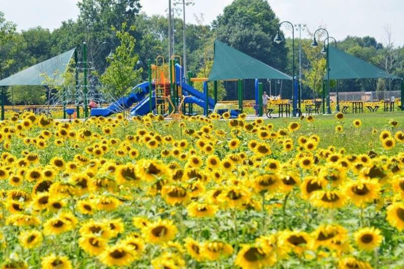 Shelbyville, Indiana park in the background with sunflowers in the foreground.