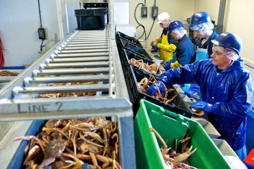 Louisbourg Seafoods workers sorting crab.