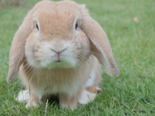 American Pet Products Association. A bunny rabbit sitting on grass.