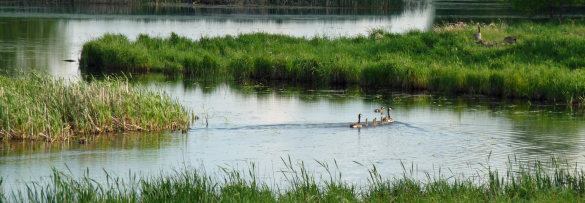 Ducks Unlimited's Rescue Our Wetlands Campaign a Huge Success 