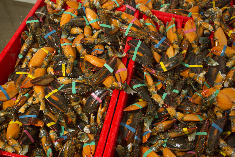 Shediac Lobster Shop Ltd. lobster bin closeup.