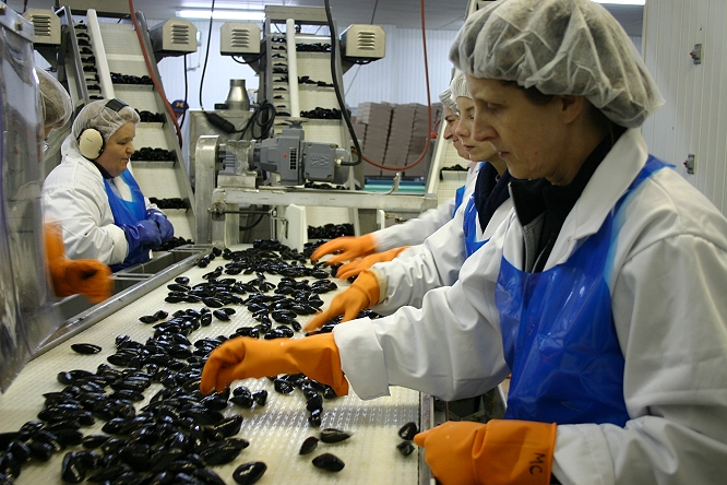 Badger Bay Mussel Farms Ltd. employees processing mussels.