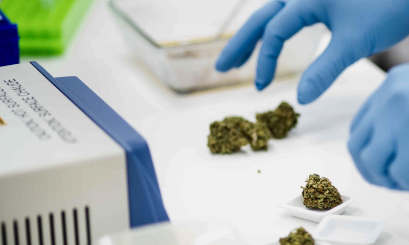 Cannabics Pharmaceuticals Inc. gloved hands handling cannabis buds with equipment nearby.