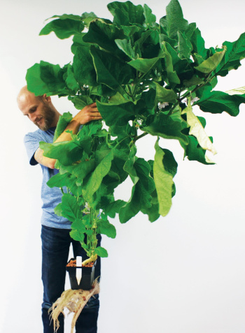 Greenstar Plant Products Inc. ; man holding a large plant in the air.