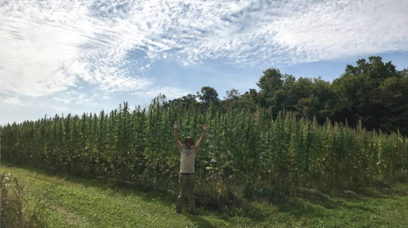 Canntab Therapeutics Limited field with a scarecrow.