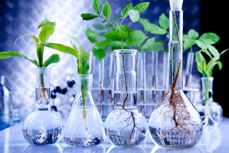 BioTalent Canada glassware with plants and water in them.