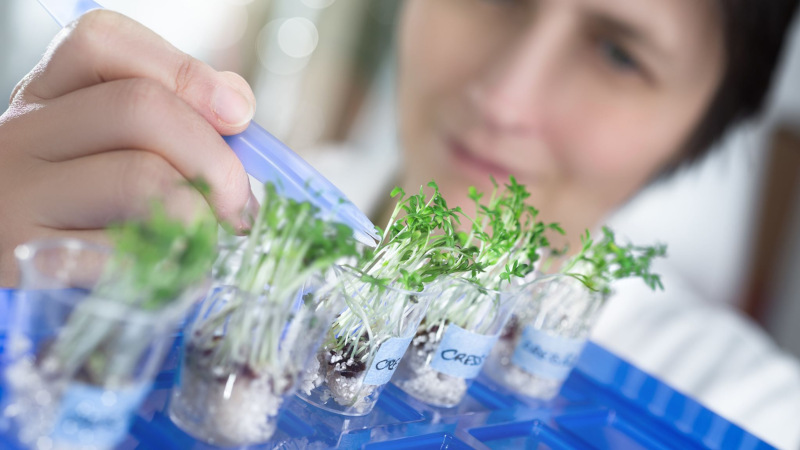 BioTalent Canada glassware with plants and a woman using a dropper on them.