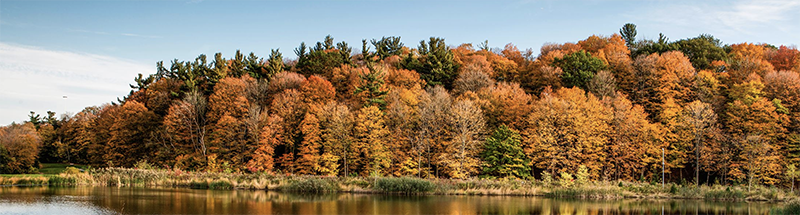 Anson County Brown Trees