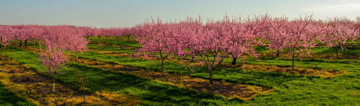 Lincoln, Ontario 2nd Avenue Cherry Blossom field