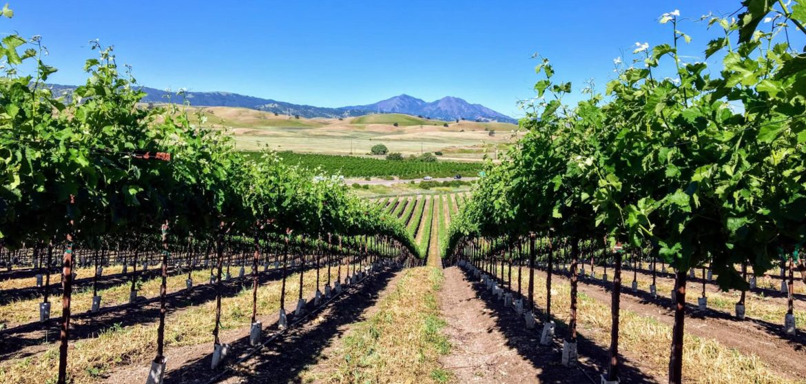 California Association of Winegrape Growers (CAWG) - Sacramento, California